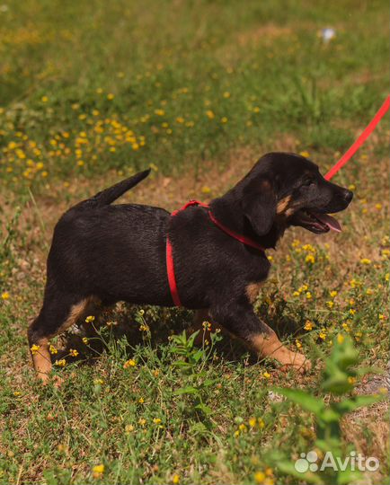 Собака в добрые руки отдам бесплатно