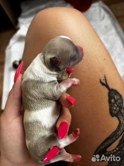 Щенки чихуахуа