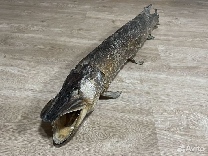 Чучело щуки