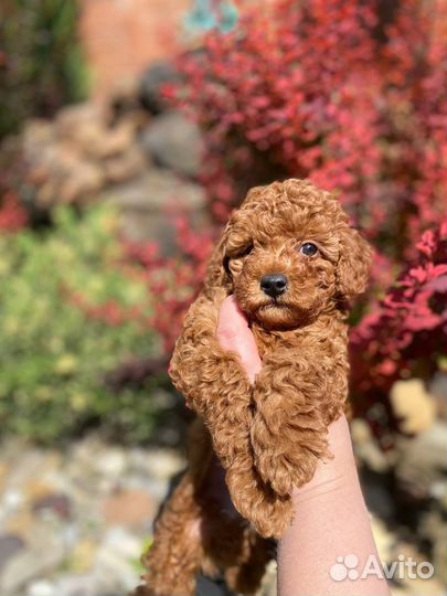 Той-Пудель мальчик