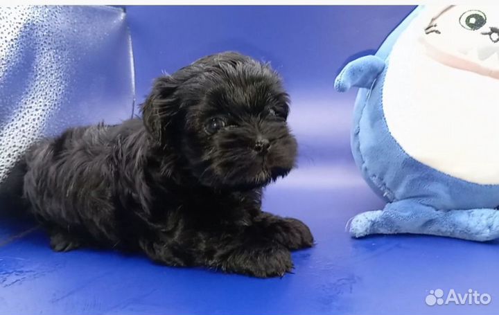 Щенок йорка мальчик