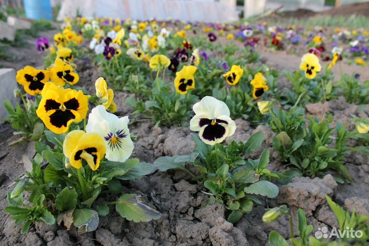 Продам рассаду овощных и цветочных культур