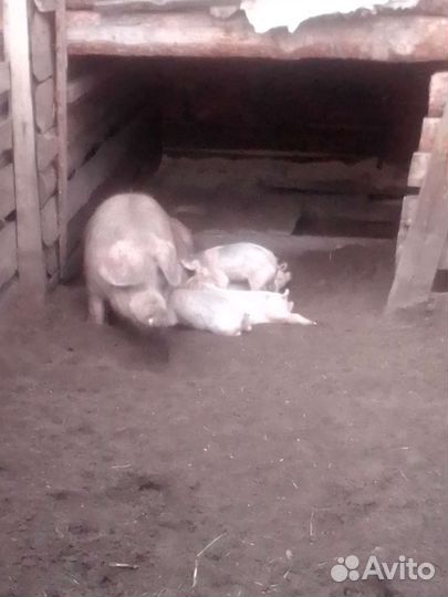 Хряк ландрас