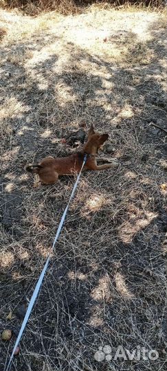 Собака-потеряшка