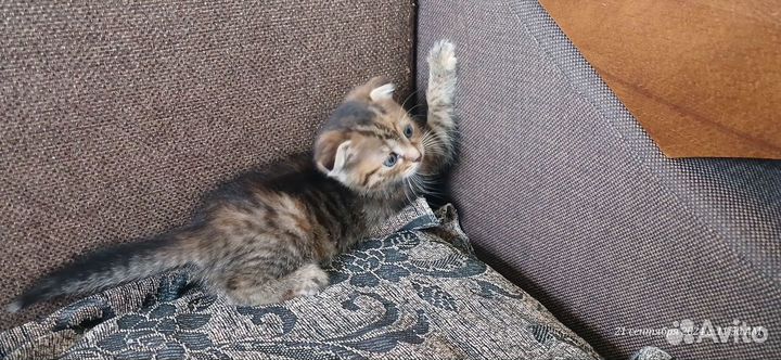 Котята вислоухие отдам