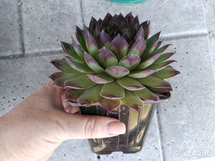 Молодило каменная роза почвопокровное многолетние