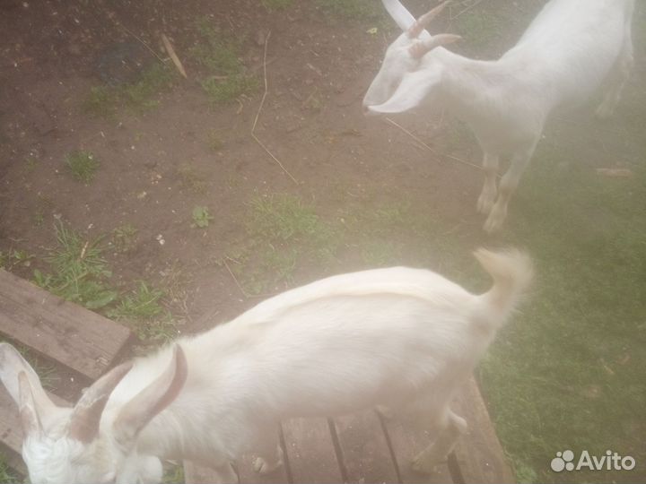 Коза Дойная Зааненская