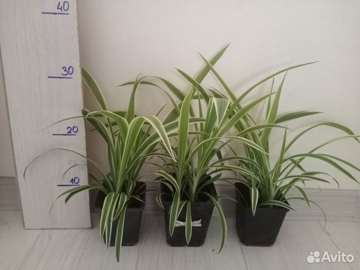 Хлорофитум