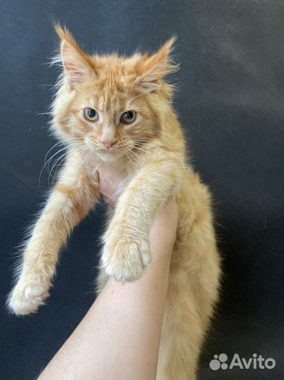 Мейн-кун котенок