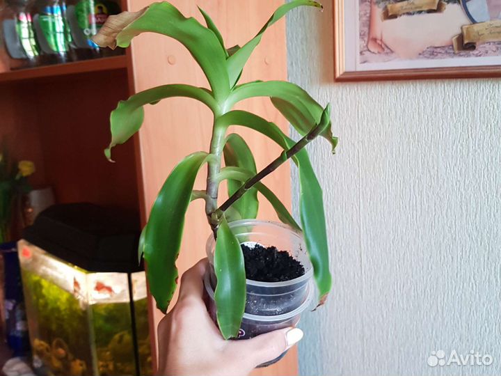 Комнатные растения бесплатно