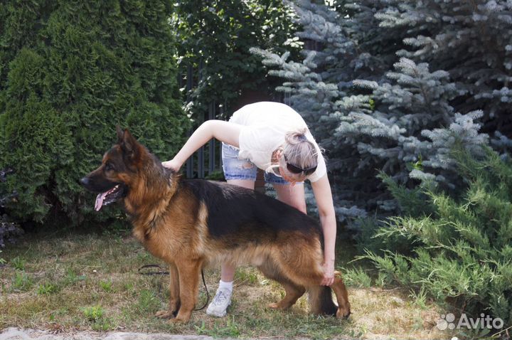 Кобель немецкой овчарки для вязки