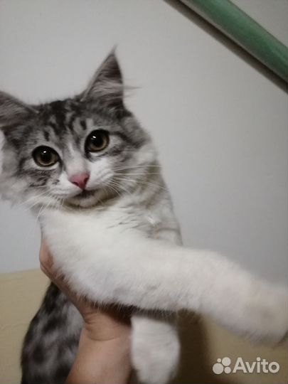 Мурлыка во дворе