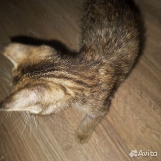 Отдам в добрые руки