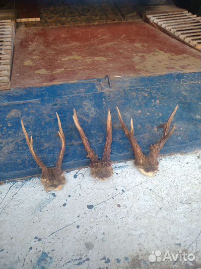 Рога косули