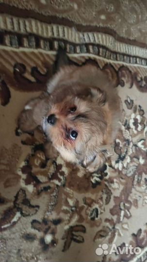 Щенки шпица девочки и мальчик