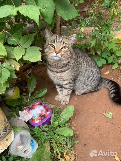 Молодой котик