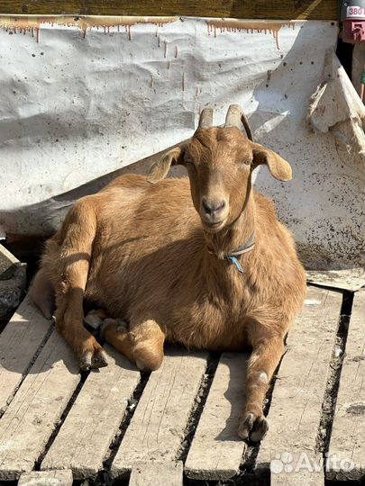 Коза ручная