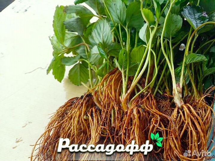 Рассада клубники. Элитные сорта оптом