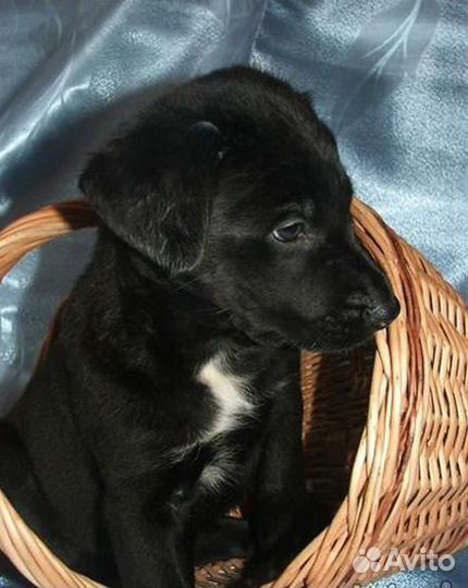 Собака в добрые руки отдам бесплатно щенки