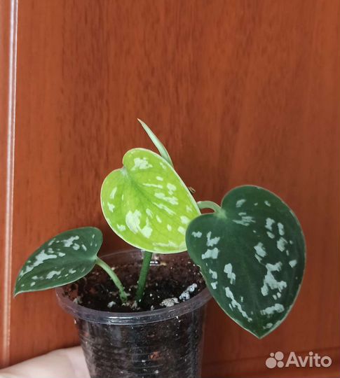 Красивые растения