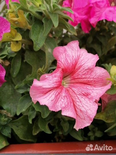 Петуния ампельная розовая махровая