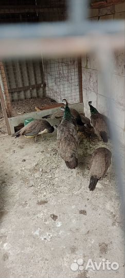 Павлины индийские