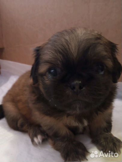 Щенки пекинеса