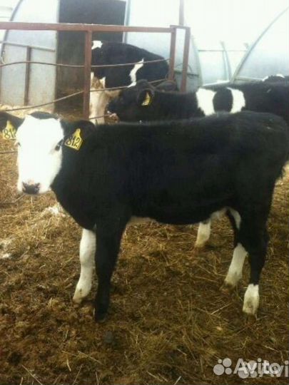 Телята бычки