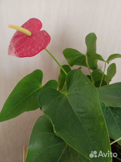 Антуриум красный