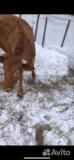 Коровы быки и телки