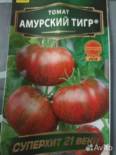 Рассада помидор