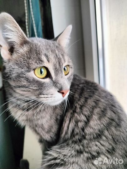 Мальчик бесплатно