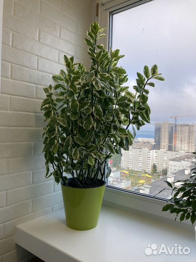 Педилантус отпростки с корнями