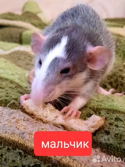 Декоративная крыса дамбо