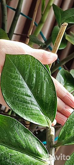 Замиокулькас