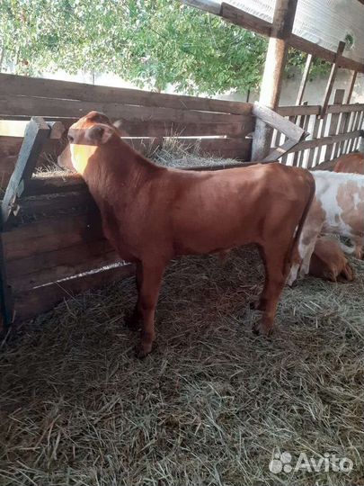 Бычки Мясные породы