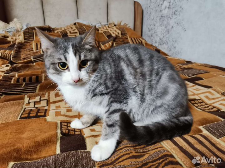 Ваша кошка у нас