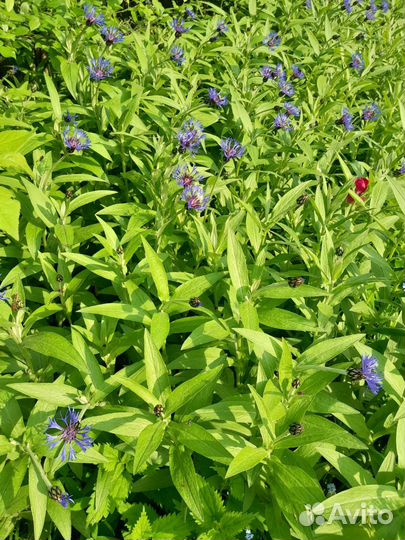 Растения для сада