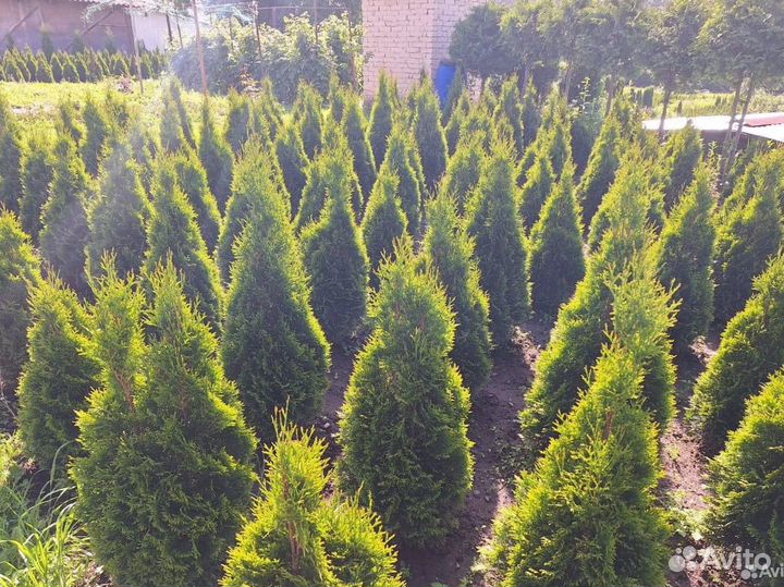 Туи смарагд премиум