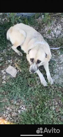 Собака девочка