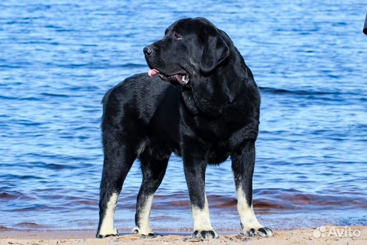 Испанский мастиф щенки