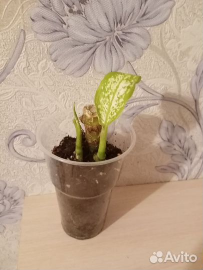 Церапегия, Фикус Барок, Филодендрон