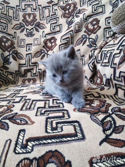 Британские котята