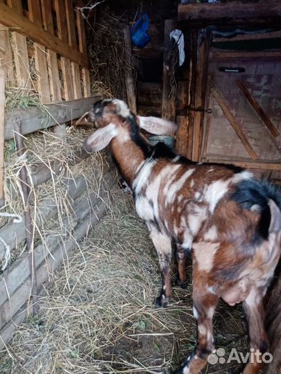 Англо нубийские козы