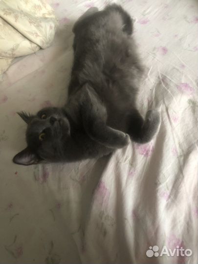 Русская голубая кошка нужен мужик