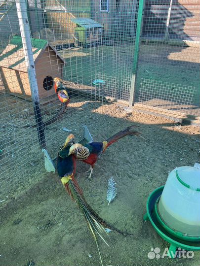 Золотой фазан