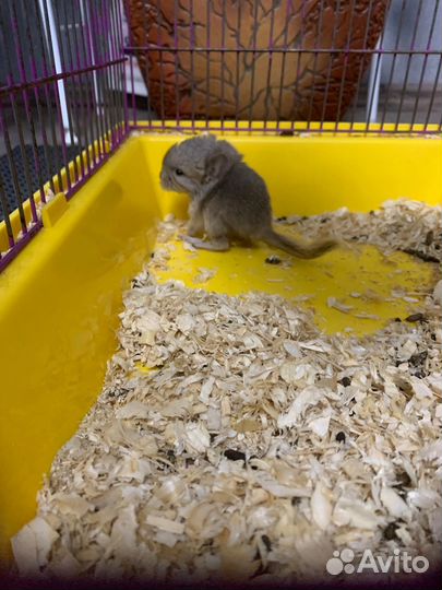 Шиншилла девочка