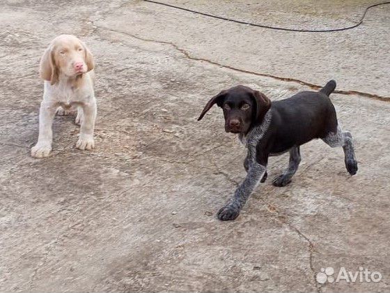 Щенки Дратхаара