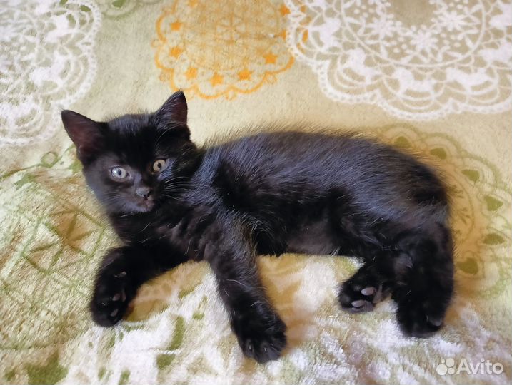 Отдам котят бесплатно в добрые руки