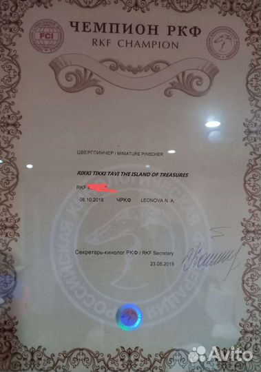 Вязка цвергпинчер